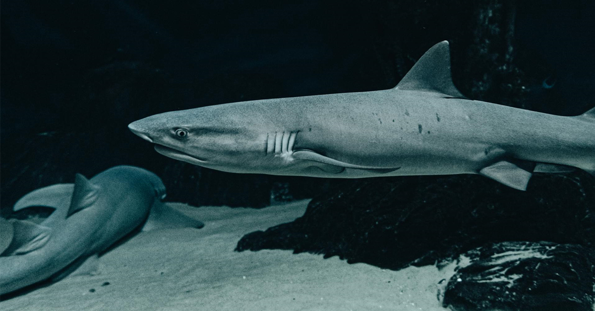 Underwater View of Swimming Sharks