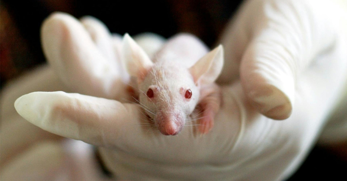 White lab mouse