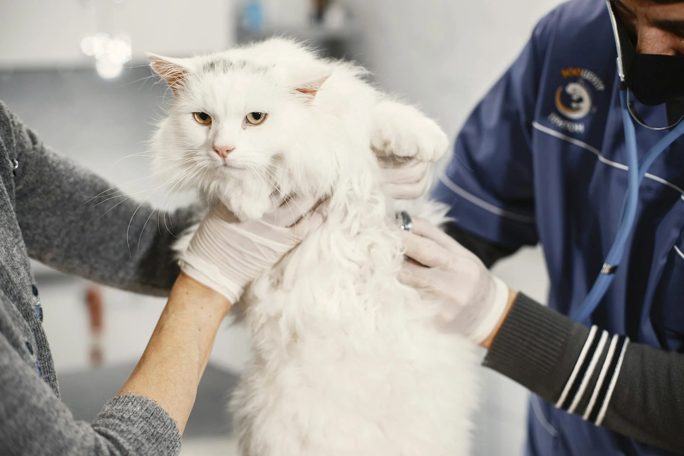 A fat cat getting checked at the Vet