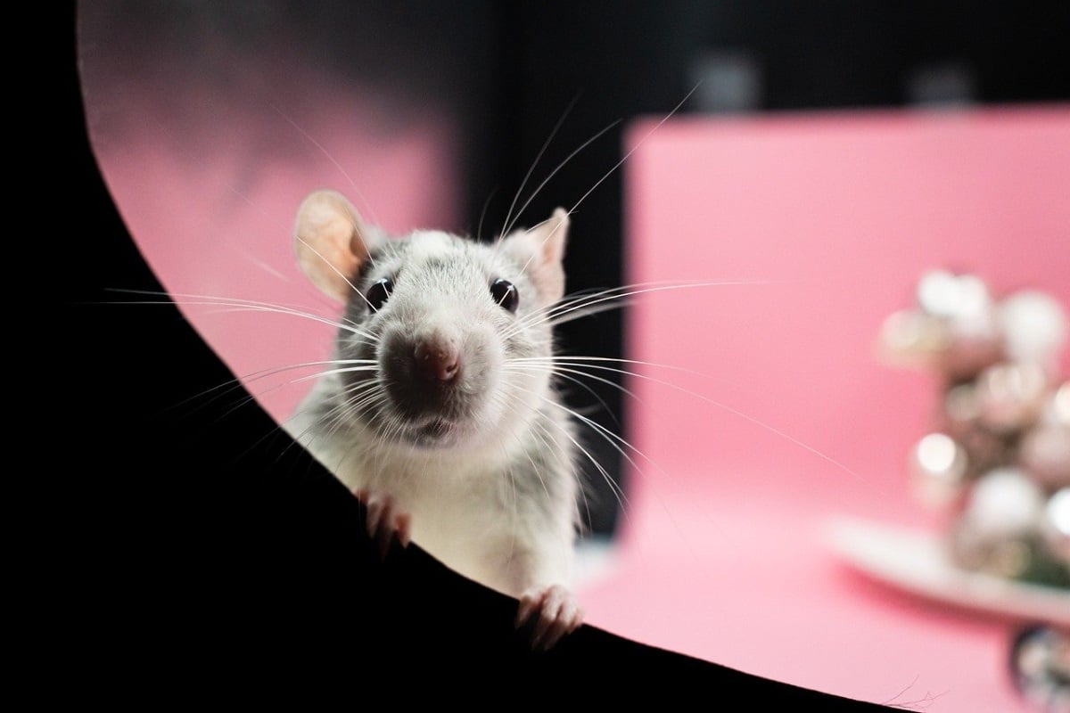 Closeup of a rat | ©Image Credit: Pixabay / Nikolett Emmert