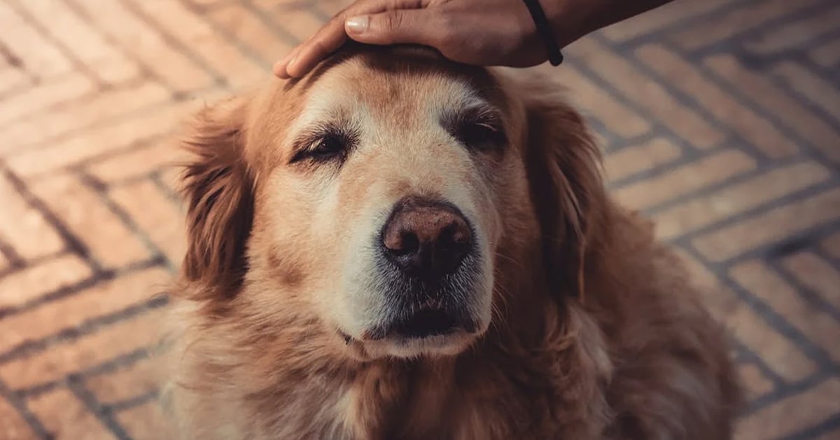 Person petting a dog | ©Image Credit: Jean Alves/Pexels