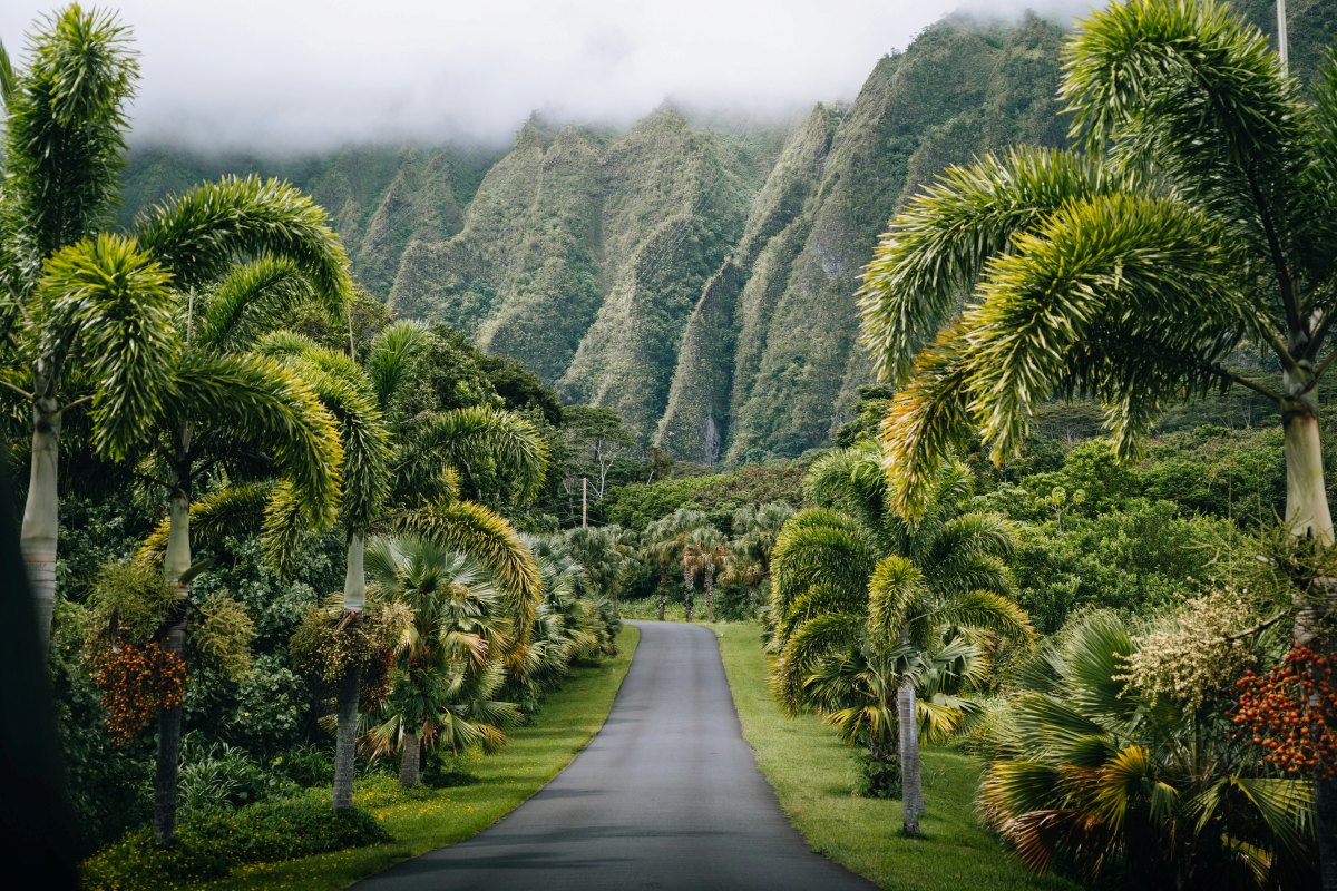 A road surrounded by palm trees and Mountains in Oahu, Hawaii, USA | ©Image Credit: Unsplash / Peter Thomas
