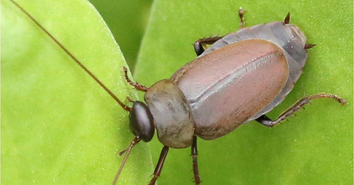 The Pacific Beetle Cockroach (Diploptera punctata): The only cockroach species known to give birth to live young and produce nutrient-rich "milk" crystals, sparking interest as a potential superfood. | ©Image Credit: Peterwchen/Wikimedia Commons