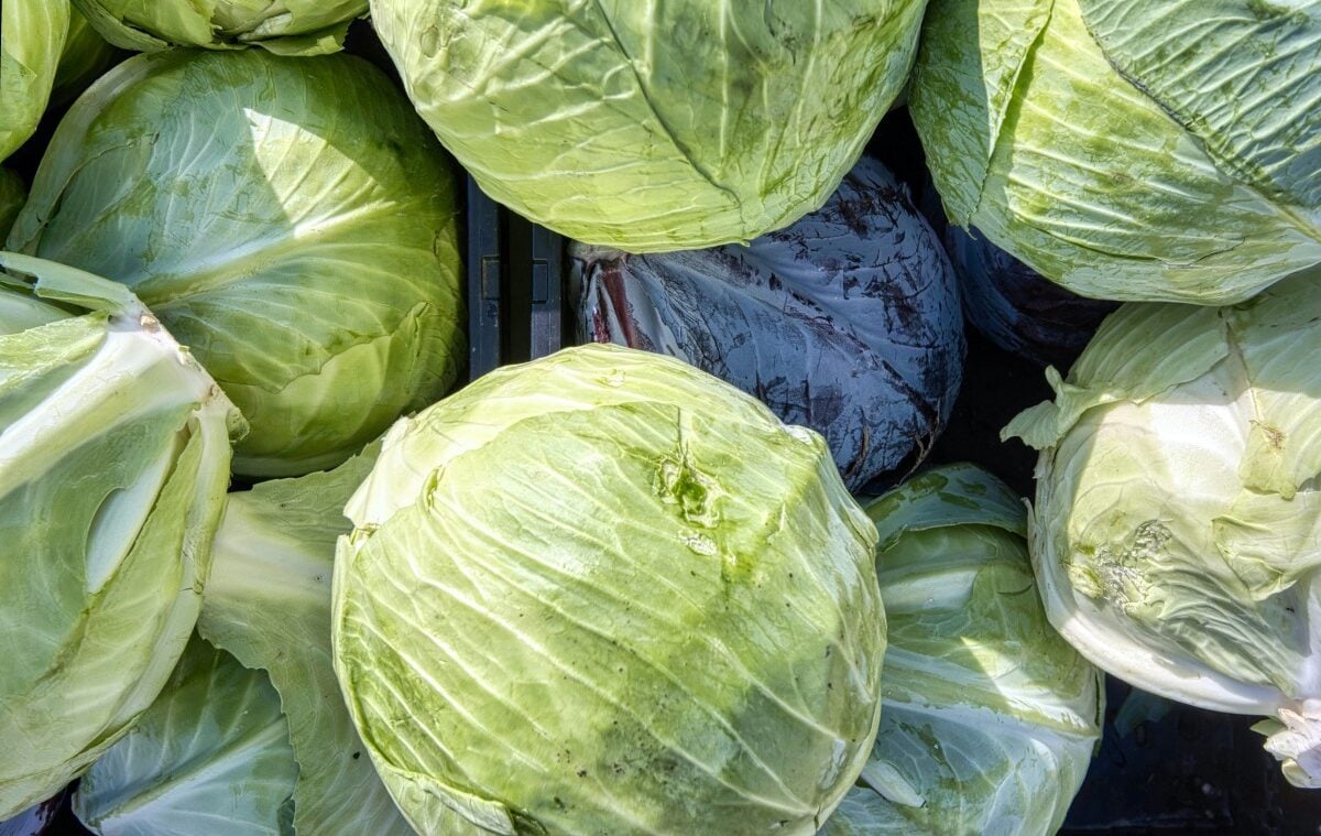 Fresh Green Cabbages On Display At A Farmers Market