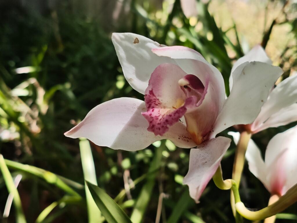 Poco F7 review: Flagship power at a mid-range price 5 Taken with Xiaomi Poco F7 50MP main camera in portrait mode ©Image Credit: GEEKSPIN
