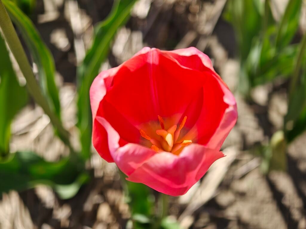 Oppo Find X8 Ultra telephoto (3x)