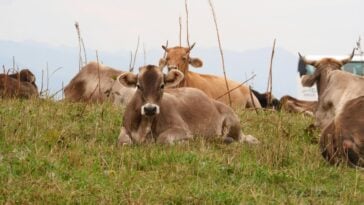 Cattle resting in a pasture. McDonald's is investing $200 million to help U.S. ranchers implement regenerative agriculture practices | ©Image Credit: Pexels / Rain Lü