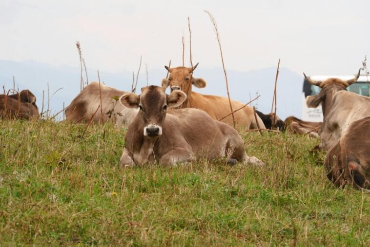 Cattle resting in a pasture. McDonald's is investing $200 million to help U.S. ranchers implement regenerative agriculture practices | ©Image Credit: Pexels / Rain Lü