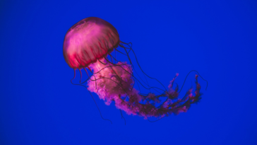 NASA launched jellyfish to space | ©Image Credit: Chitbhanu Singh / Unsplash