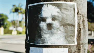 Scammers target owners of lost pets | ©Image Credit: Unsplash / Randy Laybourne