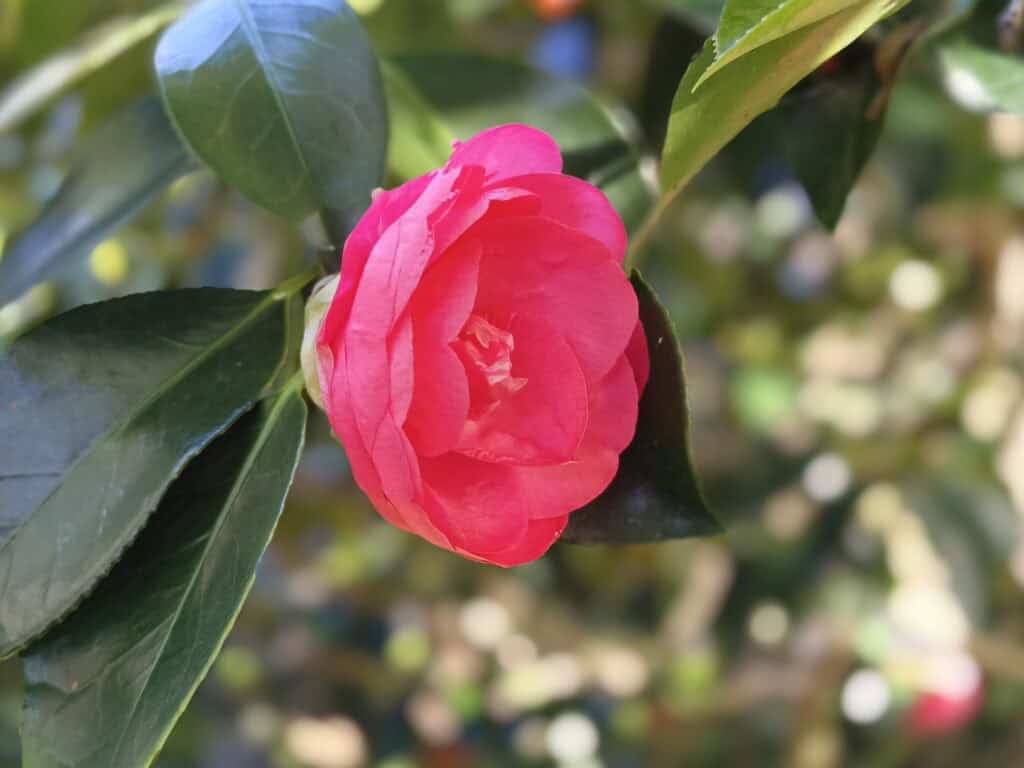 Tecno Camon 50 Pro review: The best budget smartphone camera 7 Tecno Camon 50 Pro 50MP main camera portrait mode ©Image Credit: GEEKSPIN