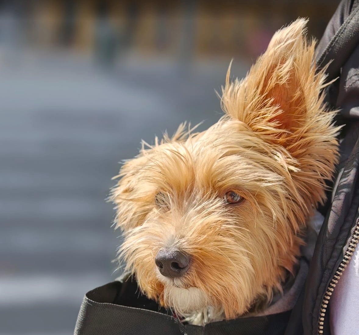 Sample portrait photo taken on the OPPO Find X9 Ultra ©Image Credit: GEEKSPIN