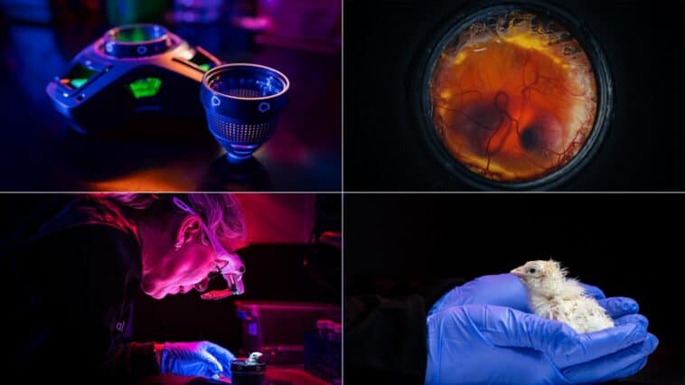 Scientists use 3D-printed eggs to help bring back extinct birds 1 A 4-panel look at Colossal Biosciences' artificial egg system, showing the device, a developing embryo, the lab hatching process, and a successfully hatched chick | ©Image Credit: Colossal Biosciences