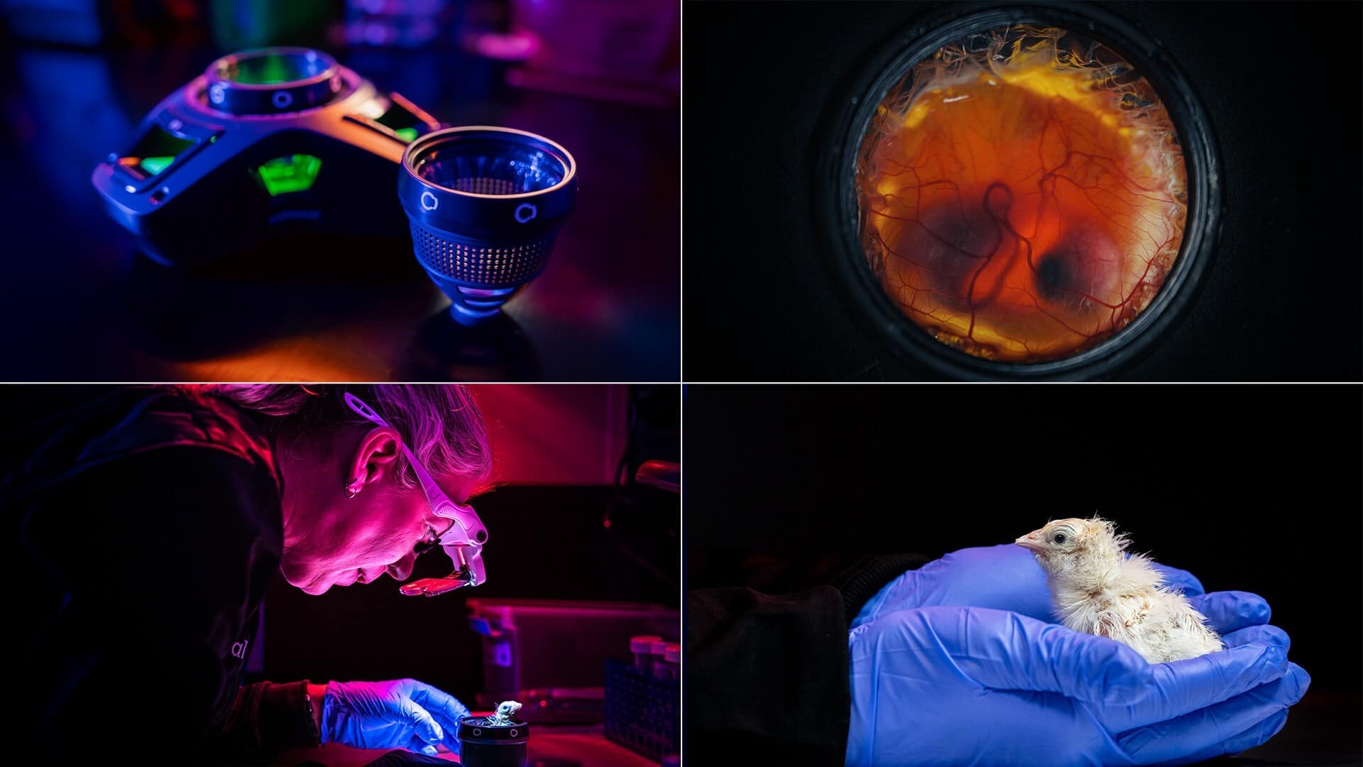A 4-panel look at Colossal Biosciences' artificial egg system, showing the device, a developing embryo, the lab hatching process, and a successfully hatched chick | ©Image Credit: Colossal Biosciences