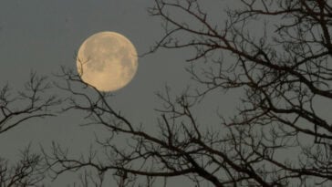 The rare blue micromoon rises this weekend — smaller, dimmer, and not returning until 2028. | ©Image Credit: Gary Fultz / Unsplash