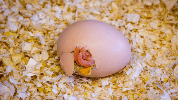 A Texas company hatched live chicks from 3D-printed eggs | ©Image Credit: Unsplash / Marco De Luca