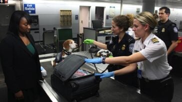 Medical marijuana is now officially listed as "allowed" on the TSA website, but traveling with it still comes with a major catch. ©Image Credit: Unsplash / CDC