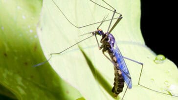 Unlike females, male mosquitoes do not bite. These are the 'good bugs' central to Google/Verily’s mosquito control initiative | ©Image Credit: Flickr / Leszek Leszczynski