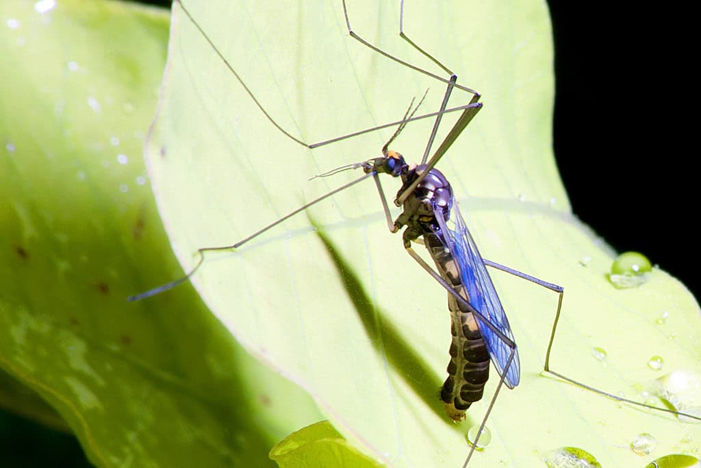 Unlike females, male mosquitoes do not bite. These are the 'good bugs' central to Google/Verily’s mosquito control initiative | ©Image Credit: Flickr / Leszek Leszczynski