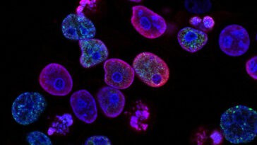 Researchers have treated the first patient in a trial testing whether aging cells can be made young again | ©Image Credit: Unsplash / CDC