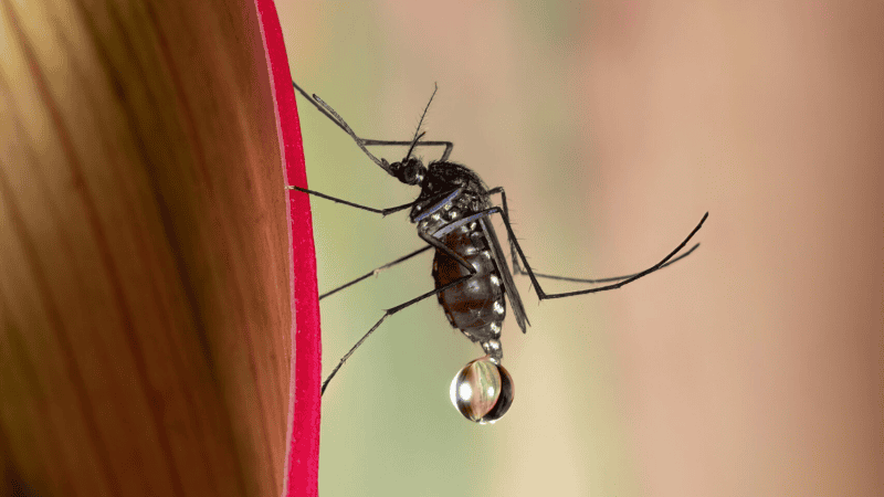 A new study found that mosquitoes can learn to ignore DEET and eventually seek out the smell instead of avoiding it | ©Image Credit: Unsplash / David Clode