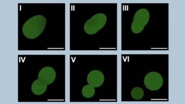 SpudCell under the microscope: a synthetic cell that grows and divides, challenging the boundary between life and chemistry | ©Image Credit: Kate Adamala, Adamala Lab