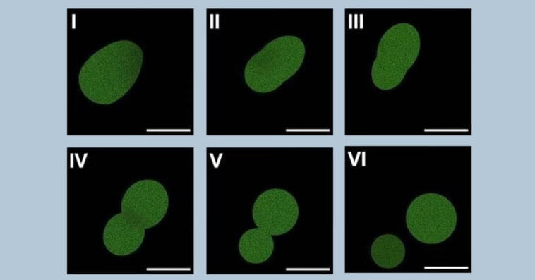 Scientists create first man-made cell that can eat and grow 1 SpudCell under the microscope: a synthetic cell that grows and divides, challenging the boundary between life and chemistry | ©Image Credit: Kate Adamala, Adamala Lab