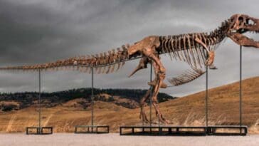 The mounted skeleton of 'Gus,' a ~61% complete T. rex excavated from South Dakota’s Hell Creek Formation | ©Image Credit: Sotheby’s / Matthew Sherman