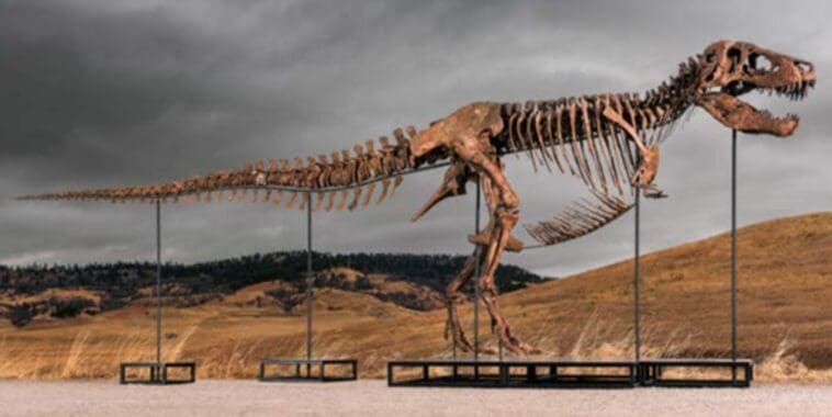 The mounted skeleton of 'Gus,' a ~61% complete T. rex excavated from South Dakota’s Hell Creek Formation | ©Image Credit: Sotheby’s / Matthew Sherman