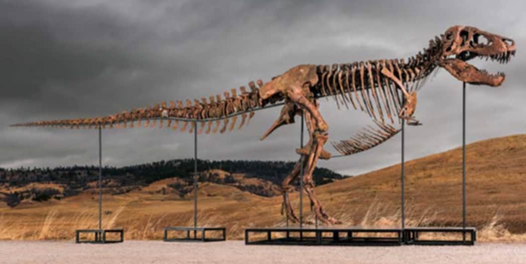 The mounted skeleton of 'Gus,' a ~61% complete T. rex excavated from South Dakota’s Hell Creek Formation | ©Image Credit: Sotheby’s / Matthew Sherman
