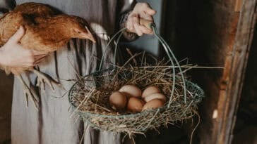 The chicken loses the famous debate as science reveals eggs existed long before the first chickens evolved on Earth. | ©Image Credit: Anita Austvika / Unsplash