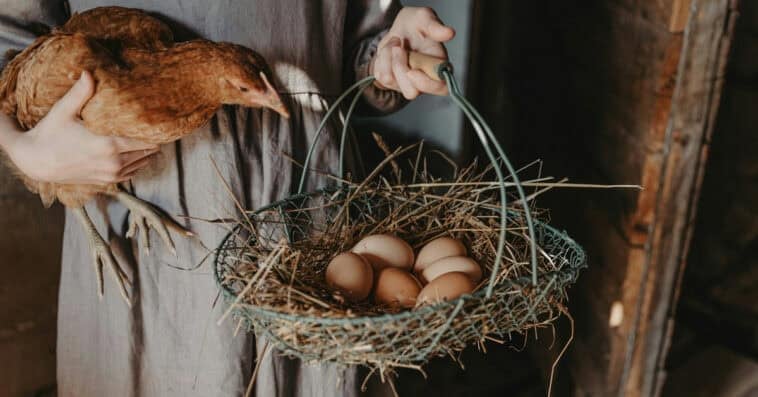 The chicken loses the famous debate as science reveals eggs existed long before the first chickens evolved on Earth. | ©Image Credit: Anita Austvika / Unsplash