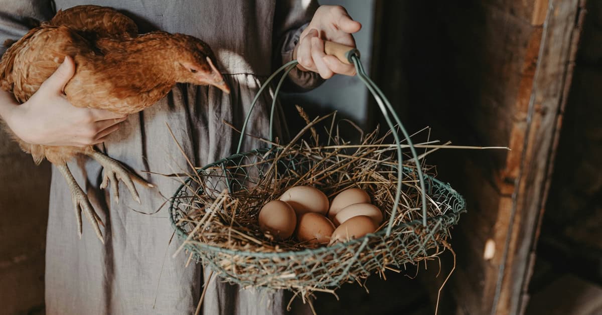 The chicken loses the famous debate as science reveals eggs existed long before the first chickens evolved on Earth. | ©Image Credit: Anita Austvika / Unsplash
