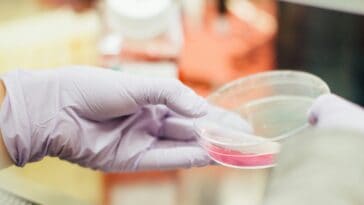 Cells from dead organisms spontaneously organized themselves into multicellular organisms called Xenobots. ©Image Credit: Unsplash / Drew