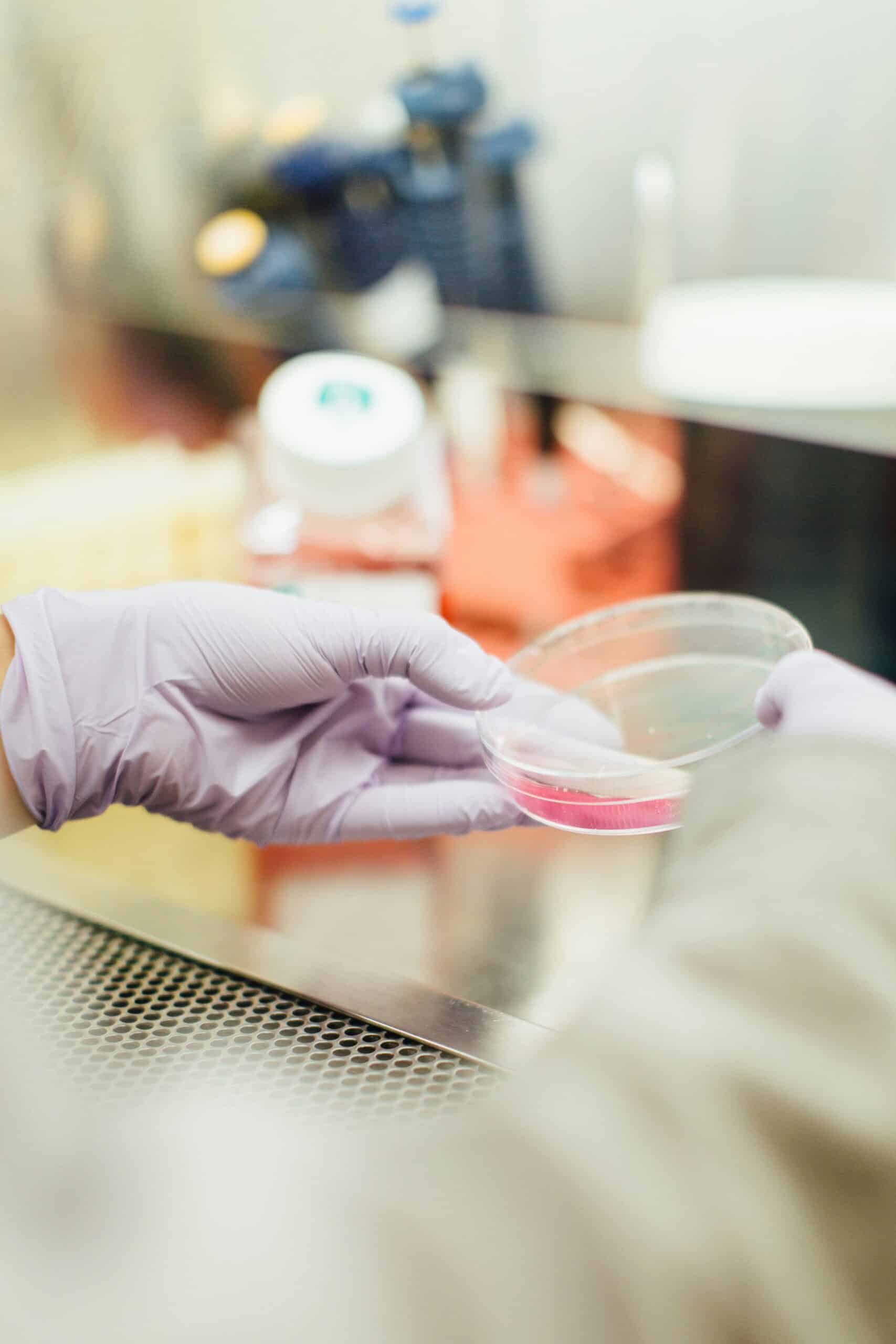 Cells from dead organisms spontaneously organized themselves into multicellular organisms called Xenobots. ©Image Credit: Unsplash / Drew