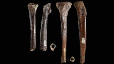 Ancient Denisovan leg bones found beneath the sea offer scientists a rare look at the size and build of this mysterious extinct human group. | ©Image Credit: University of Tokyo