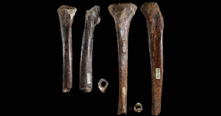 Ancient Denisovan leg bones found beneath the sea offer scientists a rare look at the size and build of this mysterious extinct human group. | ©Image Credit: University of Tokyo