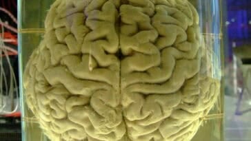 Neuroscientist Christof Koch is challenging traditional science, suggesting the brain doesn't generate your thoughts—it just shapes an underlying universal field of awareness. ©Image Credit: Wikicommons / Gaetan Lee