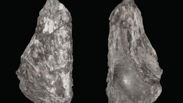 The left frontal bone of Dinevenator robustus (NMMNH P-45065) from the Kirtland Formation of New Mexico | ©Image Credit: Jasinski, S.E.; Sullivan, R.M. Fossil Studies 2026, 4, 21. (CC BY 4.0)