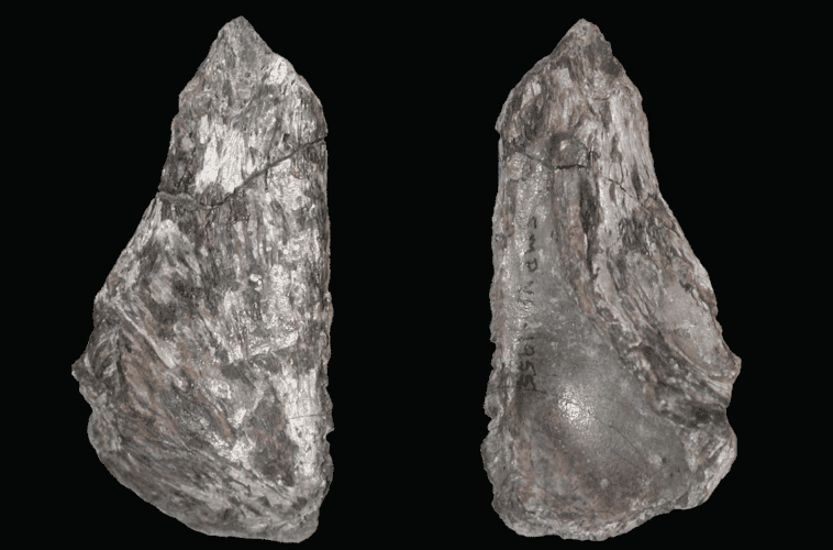 The left frontal bone of Dinevenator robustus (NMMNH P-45065) from the Kirtland Formation of New Mexico | ©Image Credit: Jasinski, S.E.; Sullivan, R.M. Fossil Studies 2026, 4, 21. (CC BY 4.0)