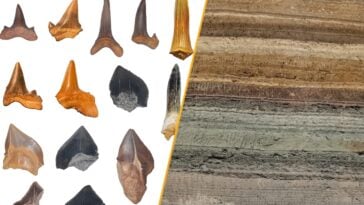 Fossilized shark teeth recovered from Egypt's Abu-Tartur Plateau reveal a diverse prehistoric marine ecosystem that thrived millions of years ago. ©Image Credit: Tarek Yassin