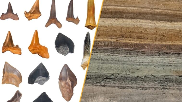 Fossilized shark teeth recovered from Egypt's Abu-Tartur Plateau reveal a diverse prehistoric marine ecosystem that thrived millions of years ago. ©Image Credit: Tarek Yassin