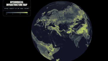 The first global map of Earth’s arbuscular mycorrhizal fungal networks, revealing an underground living web estimated to stretch 110 quadrillion kilometers | Image Credit: Truth & Beauty / Moritz Stefaner, Justin Stewart – SPUN