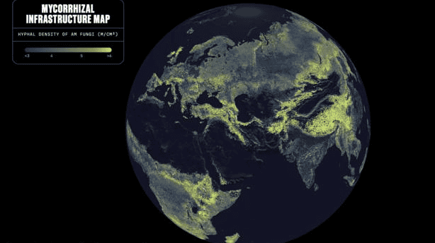 The first global map of Earth’s arbuscular mycorrhizal fungal networks, revealing an underground living web estimated to stretch 110 quadrillion kilometers | Image Credit: Truth & Beauty / Moritz Stefaner, Justin Stewart – SPUN