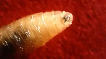 New World screwworm, a flesh-eating parasite once eradicated from the U.S., is moving north again | ©Image Credit: USDA 