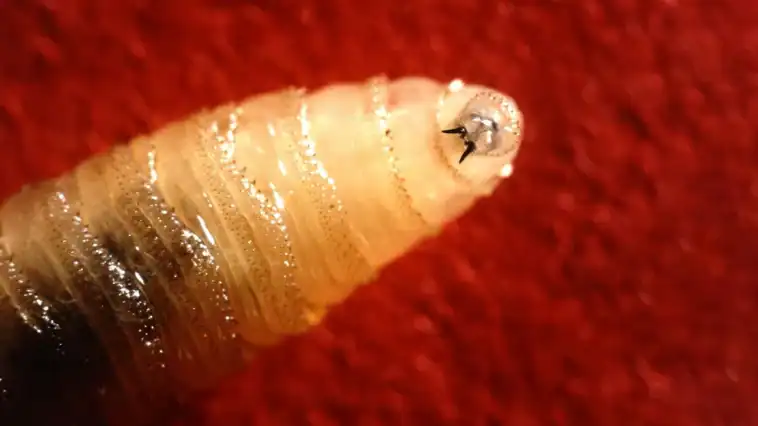 A flesh-eating parasite once eradicated in the US is back 1 New World screwworm, a flesh-eating parasite once eradicated from the U.S., is moving north again | ©Image Credit: USDA