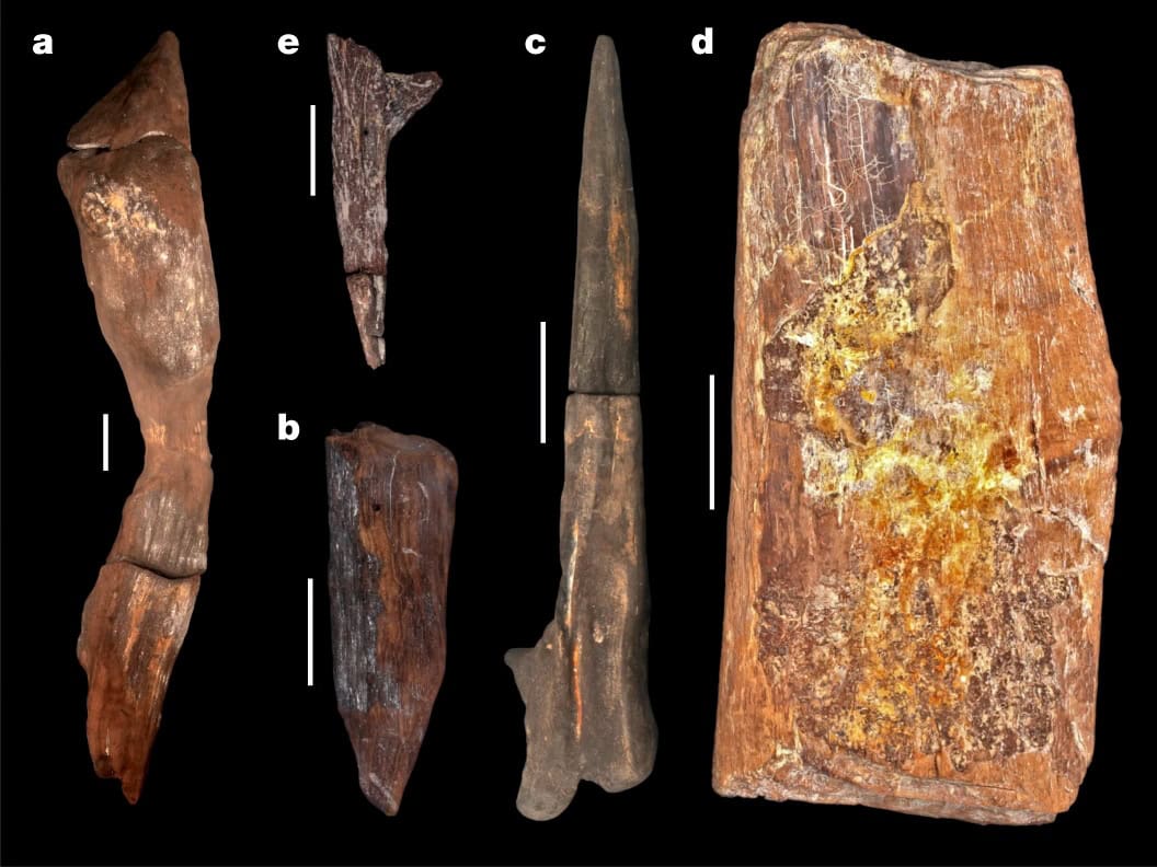 Modified wooden artifacts recovered from Kalambo Falls in Zambia, including the 476,000-year-old notched structural timber (left), a splitting wedge (bottom center), and a pointed digging stick (right) | ©Image Credit: Barham et al. / Nature (CC BY 4.0)