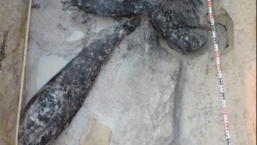 The 476,000-year-old interlocking logs uncovered in waterlogged sand at Kalambo Falls, Zambia, representing the oldest known wooden structure in the world | ©Image Credit: Cropped from Barham et al. / Nature (CC BY 4.0)