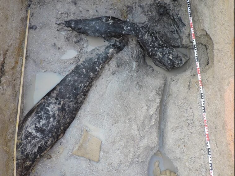 The 476,000-year-old interlocking logs uncovered in waterlogged sand at Kalambo Falls, Zambia, representing the oldest known wooden structure in the world | ©Image Credit: Cropped from Barham et al. / Nature (CC BY 4.0)