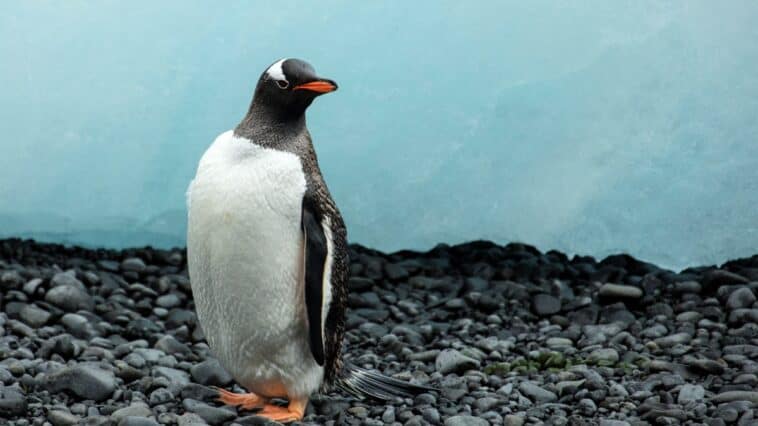 A gentoo penguin photographed on the Antarctic Peninsula. A new genomic study has split gentoos into 4 distinct species | ©Image Credit: Andrew Shiva / Wikipedia, CC BY-SA 4.0
